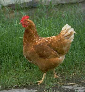 chicken2