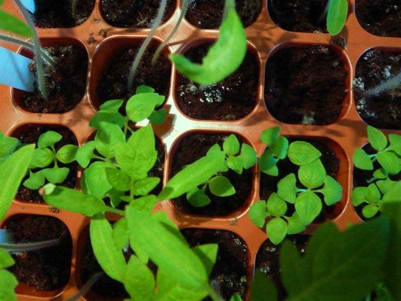 Tiny lemon basil seedlings, over-shadowed by tomatoes.