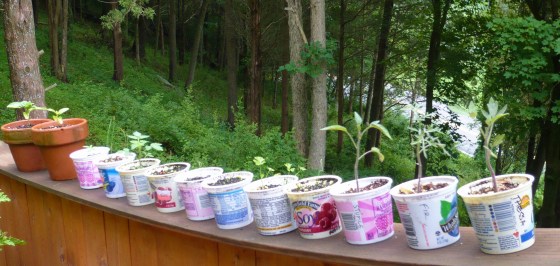 Seedlings lined up in a row.