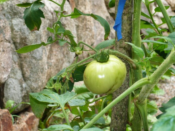 The first tomato!