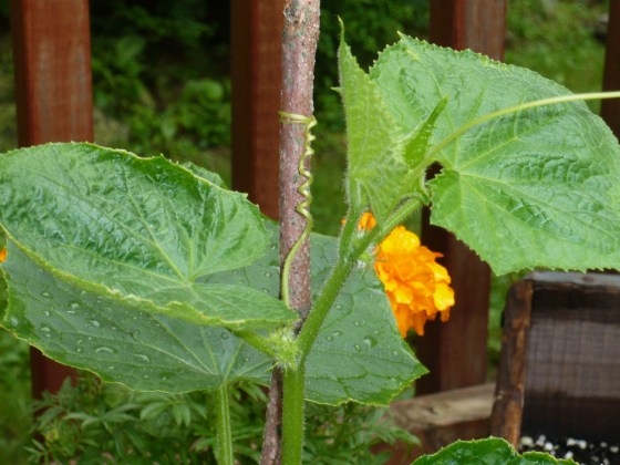 Who knew cucumber plants were so beautiful?