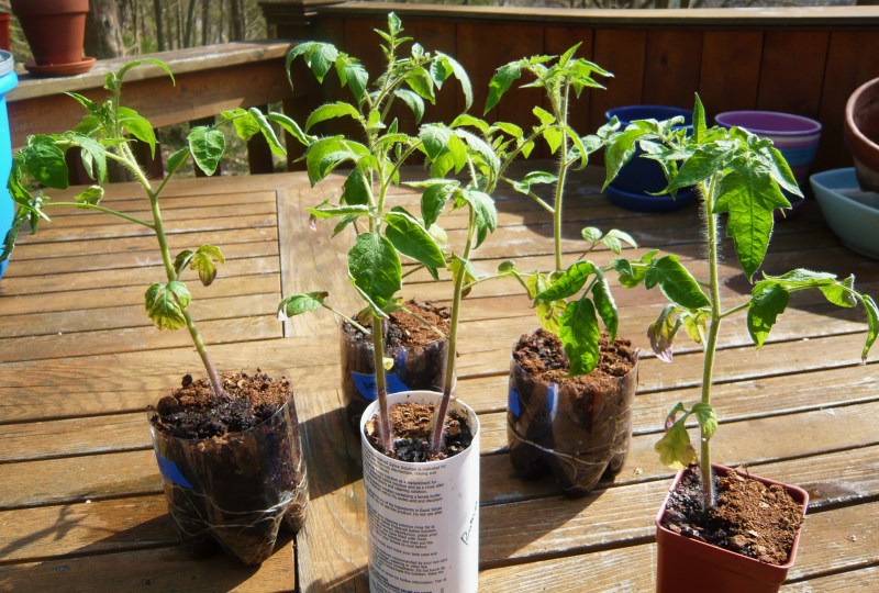 Roma seedlings, about 6-8 inches high.