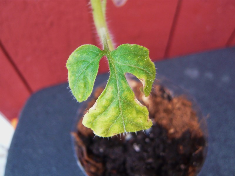 Sad looking Roma leaf.