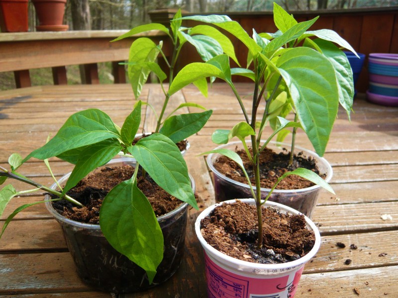 Jalapeno pepper seedlings.