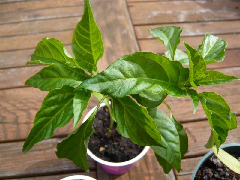 Cayenne pepper seedling detail.