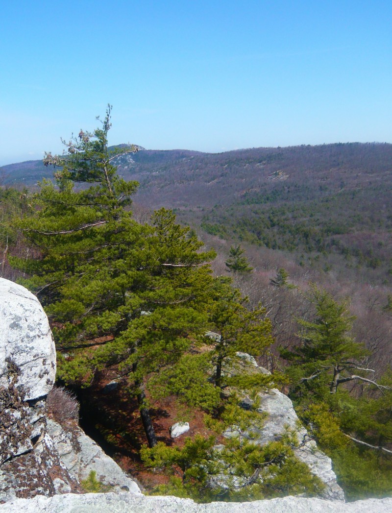 Appropos of nothing, the view from the top of Lost City from our hike in the Gunks yesterday.  Spring has sprung!