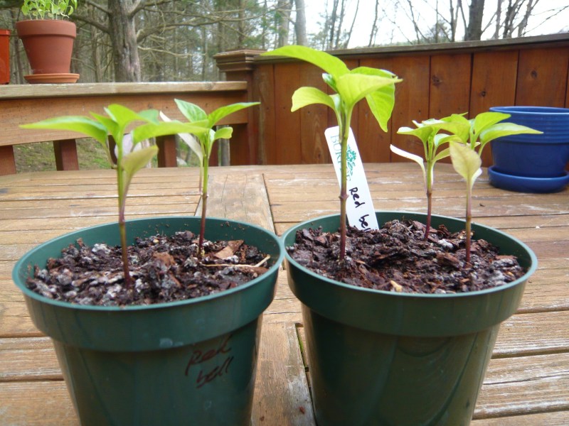 King of the North red bell pepper seedlings.