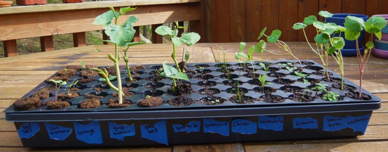 Seed tray started April 13; Earth Plugs on the left, container mix on the right.