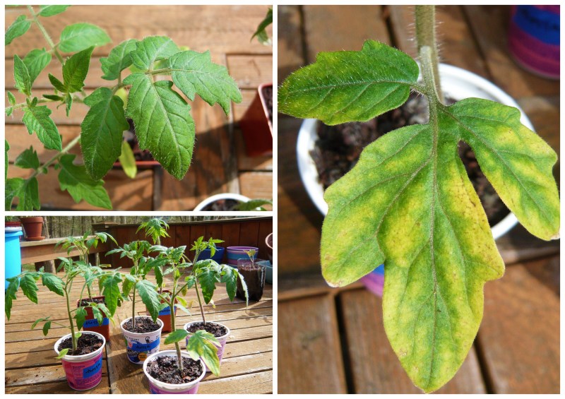 Thessaloniki seedlings