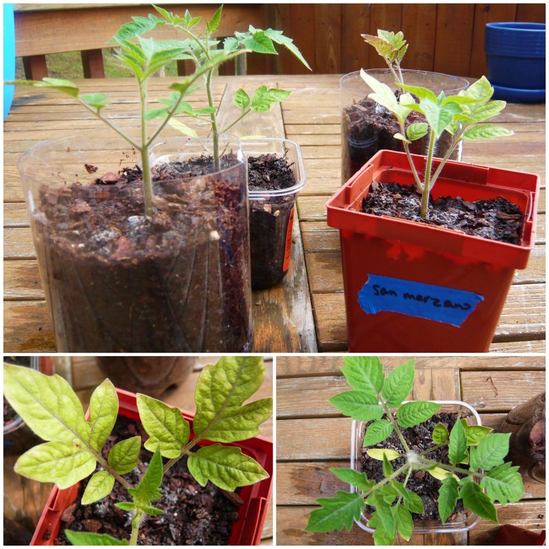 San Marzano seedlings.