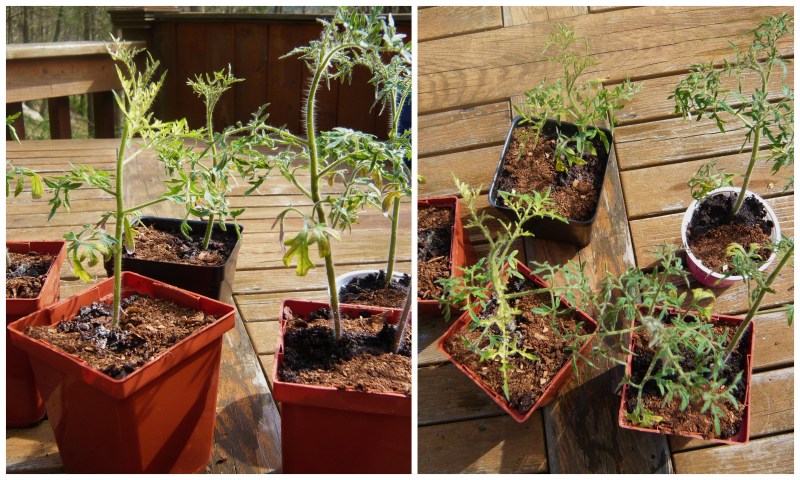 Silvery Fir tomato seedlings.