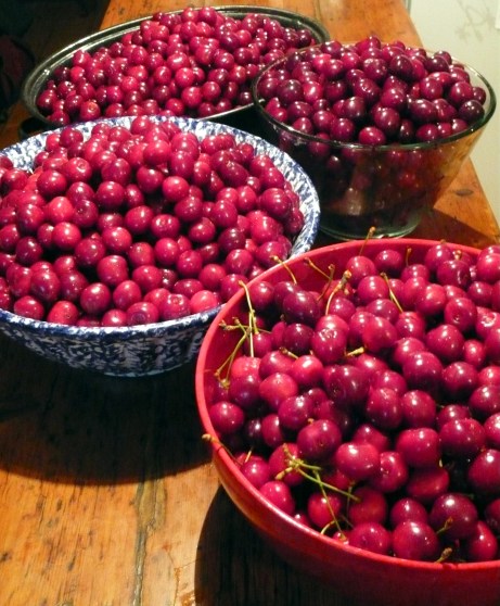 cherries3