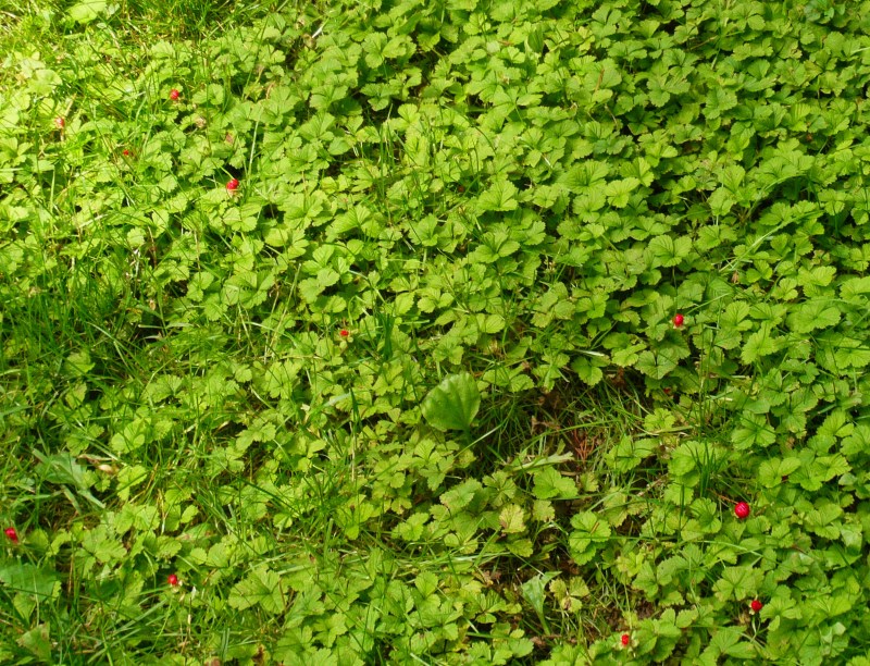 Wild strawberries growing in our backyard - very local!