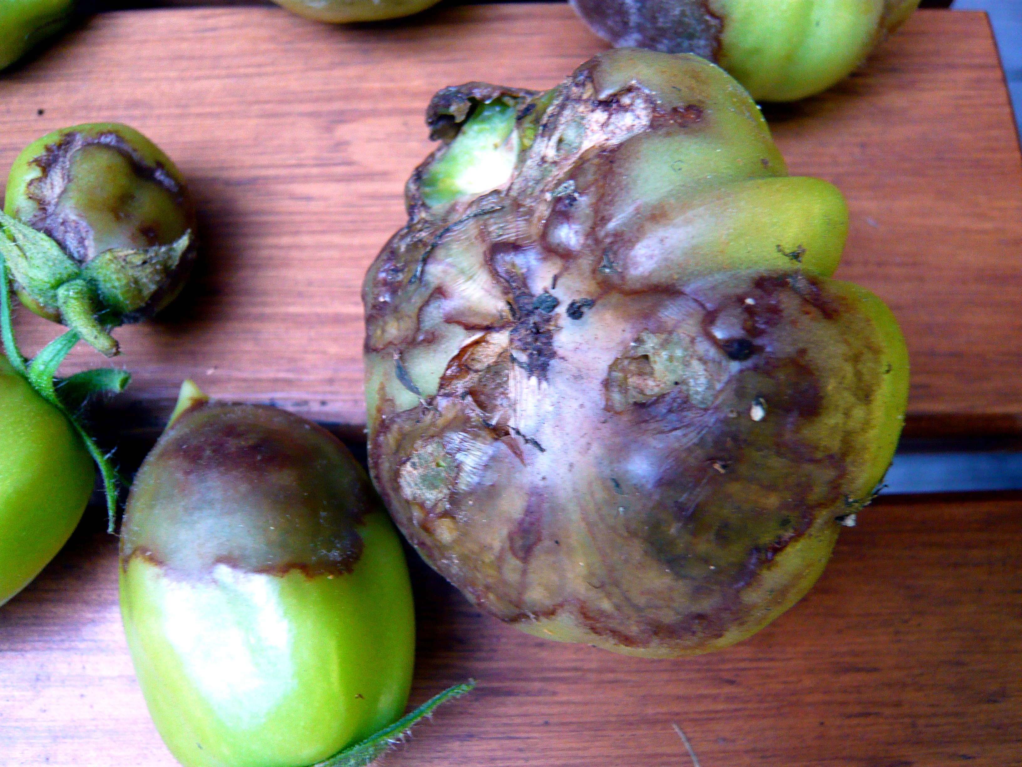 Garden Update: Blight Edition