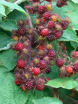 wineberry2