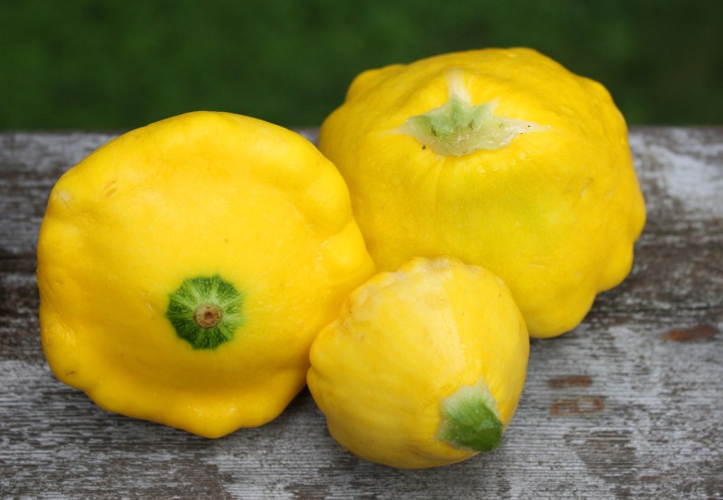 pattypan4
