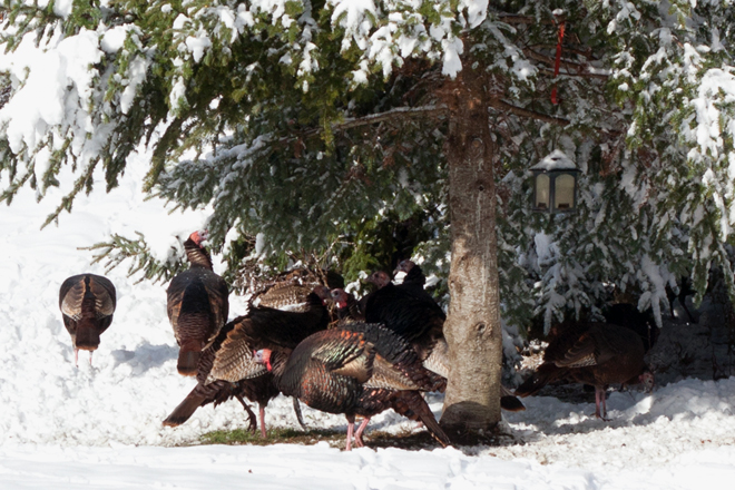 turkeys1-660