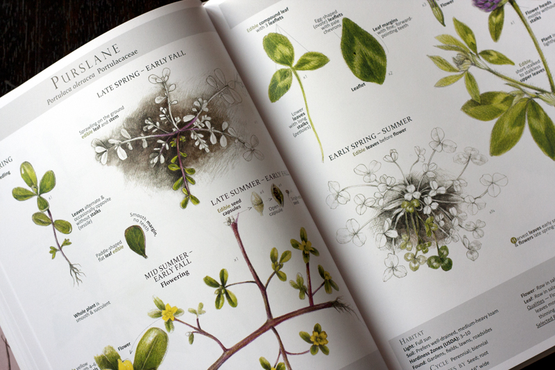 forage-and-feast