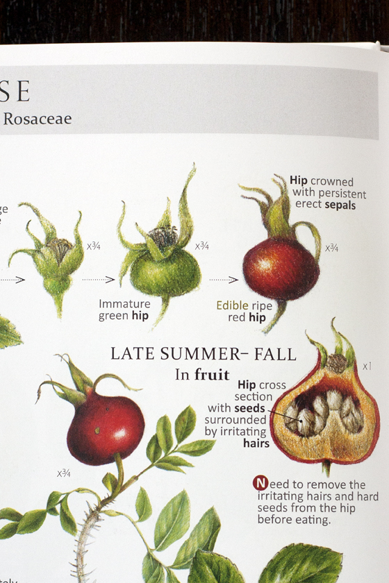 forage-and-feast