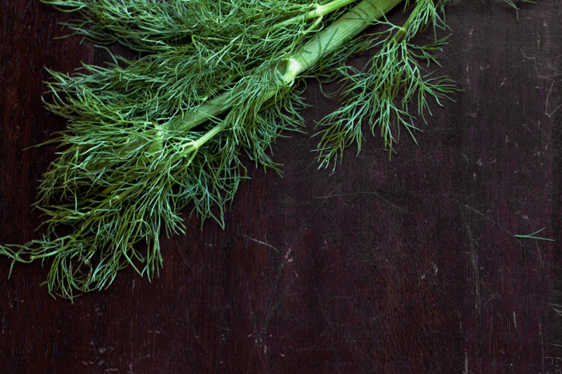 fennel-frond