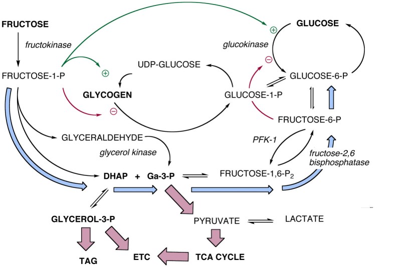 Image from Fructose in perspective byRichard D Fein man and Eugene J Fine.