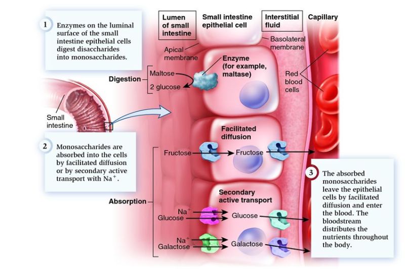 Graphic from Biochemistry for Medics.