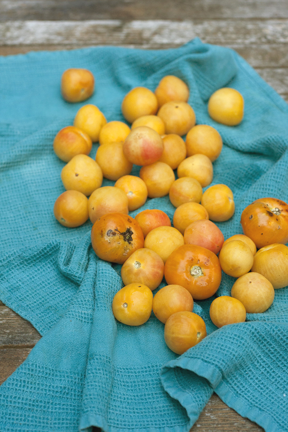 yellow-peach-tomatoes