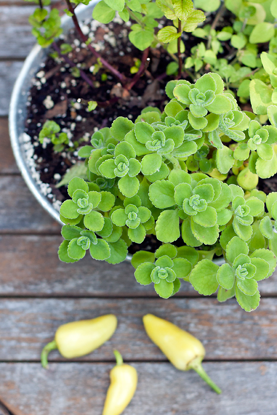 cucumber-cuban-oregano-salad