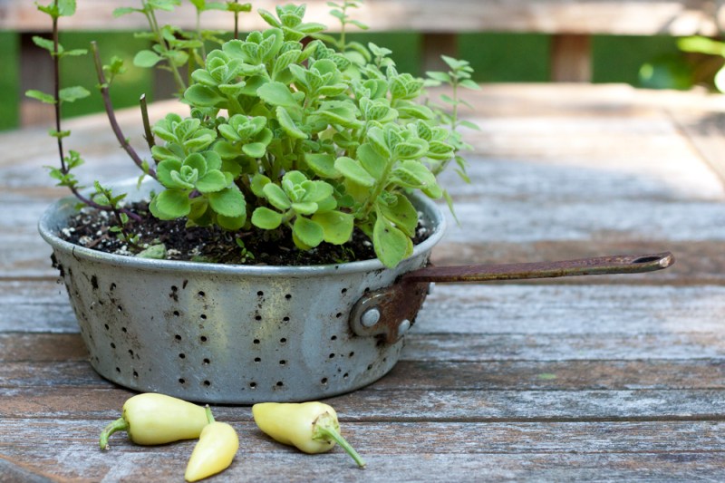 cucumber-cuban-oregano-salad